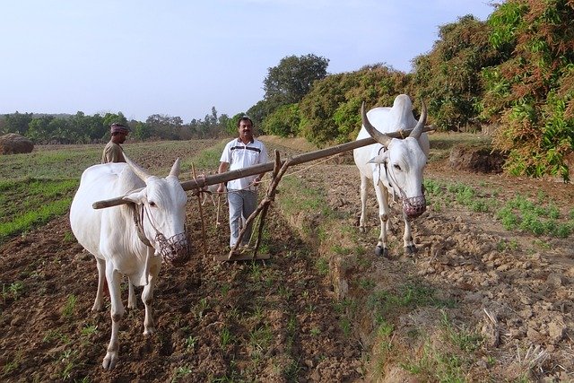 ox-plough-253410_640.jpg