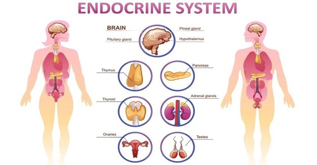 Other Endocrine Disorders.jpg