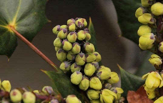 oregon-grape-holly-flower-buds-79176__340.jpg