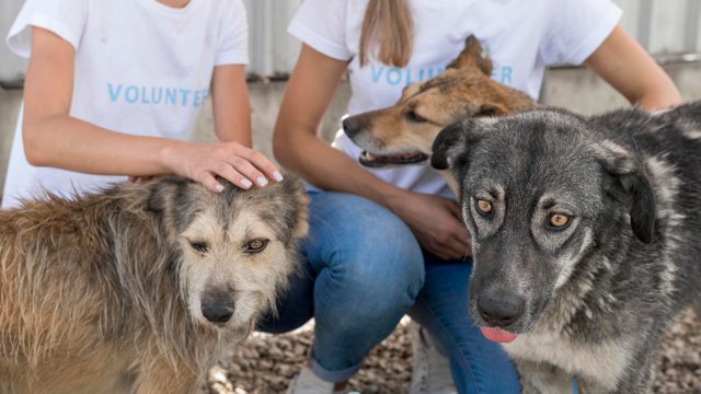 woman-playing-with-rescue-dogs-shelter.jpg