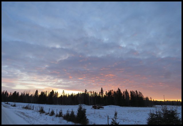 expansive cloud colored by sunset coming over the spruce.JPG