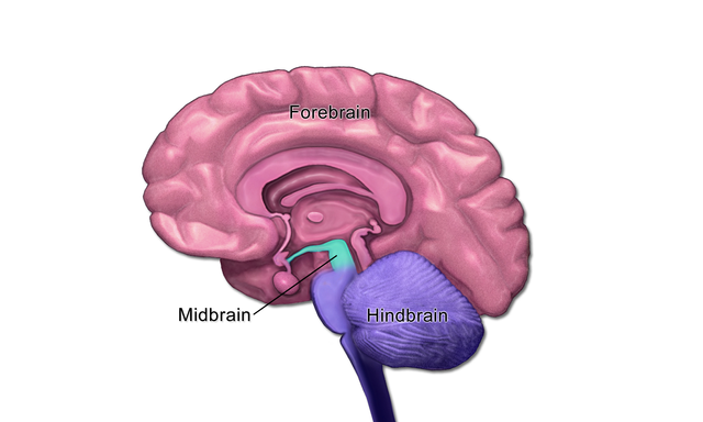 midbrain.jpeg