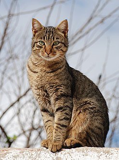 247px-Cat_November_2010-1a.jpg