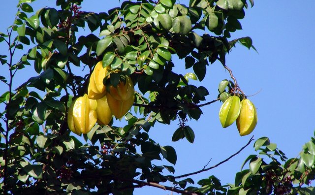 carambola-173172_1280.jpg