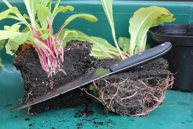 plant-3227911_1280.jpg