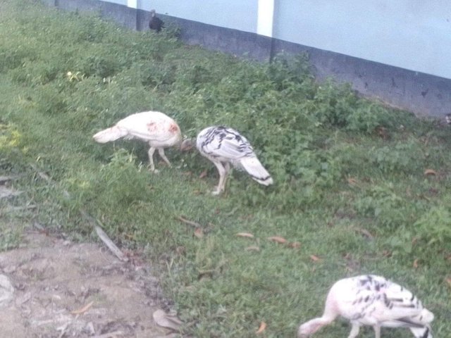 received_475591156539937.jpeg