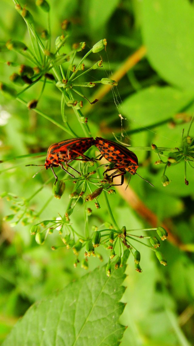 DSC04061.JPG