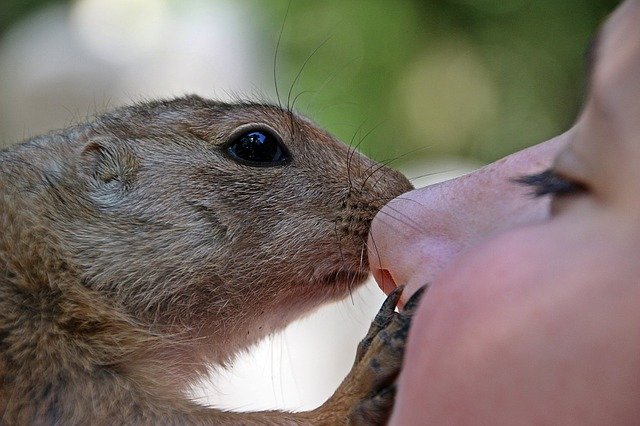 african-bush-squirrel-1580046_640.jpg