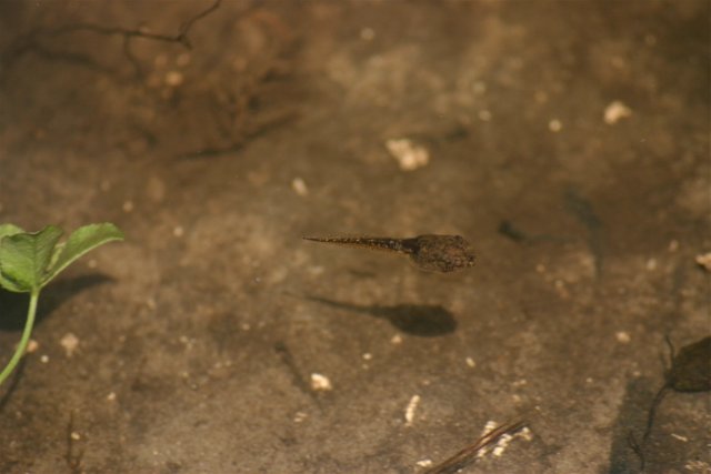 tadpole 2.jpg