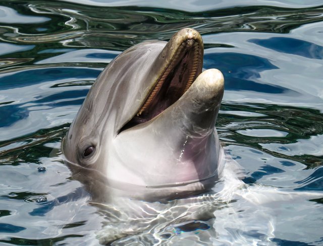 dolphin-sea-marine-mammals-wise-162079.jpeg