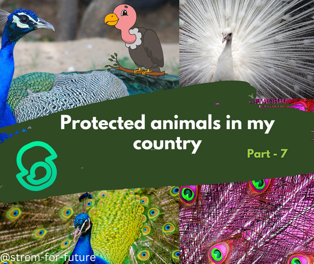 Protected animals in my country_20241021_161056_0000.png