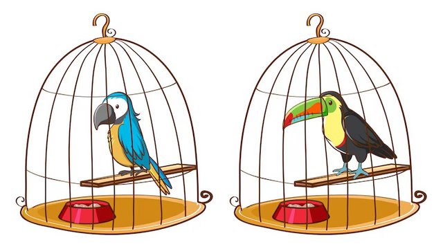 two-birds-bird-cages_1308-38530.jpg