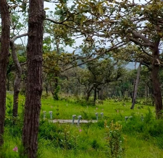 Chaiyaphum65 (2).jpg