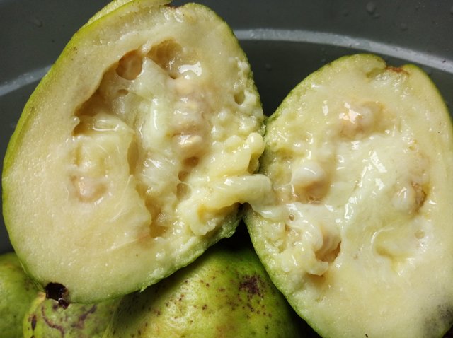 Arrayán (Luma apiculata) el fruto acido que disfrutamos en nuestro jardín.  — Steemit