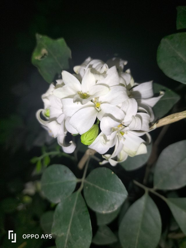 IMG20250421190211.jpg