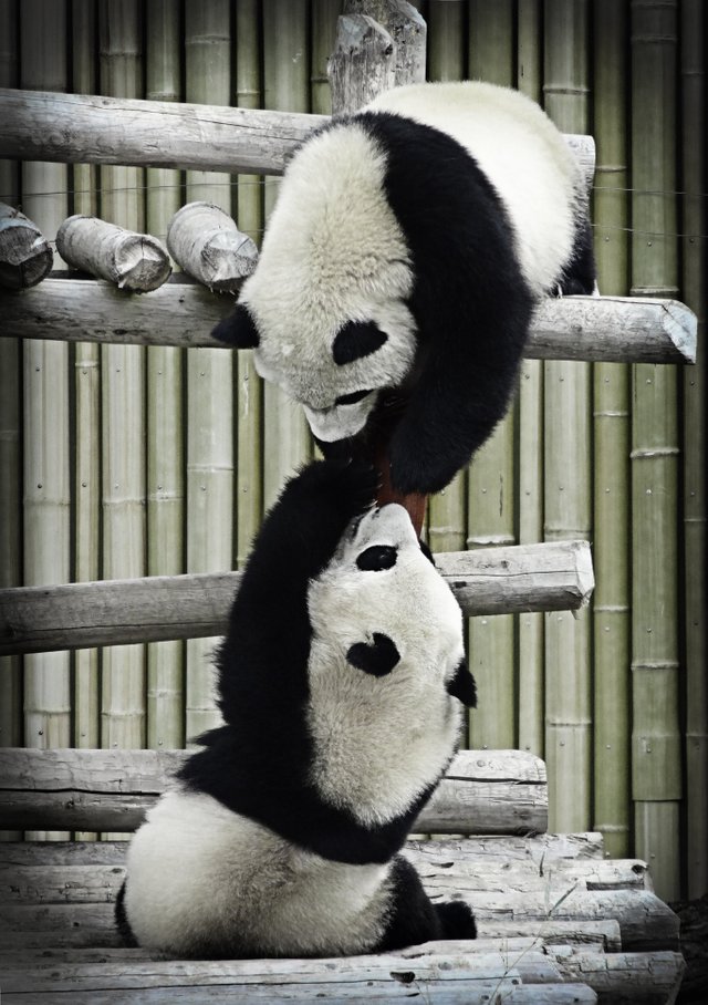 PandaGrabbing1.jpg