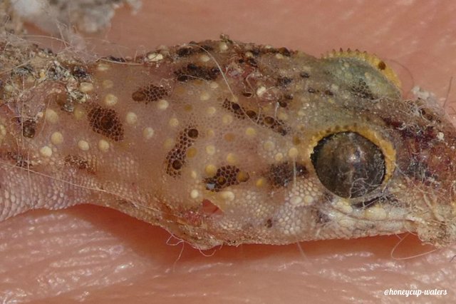 baby gecko lizard head