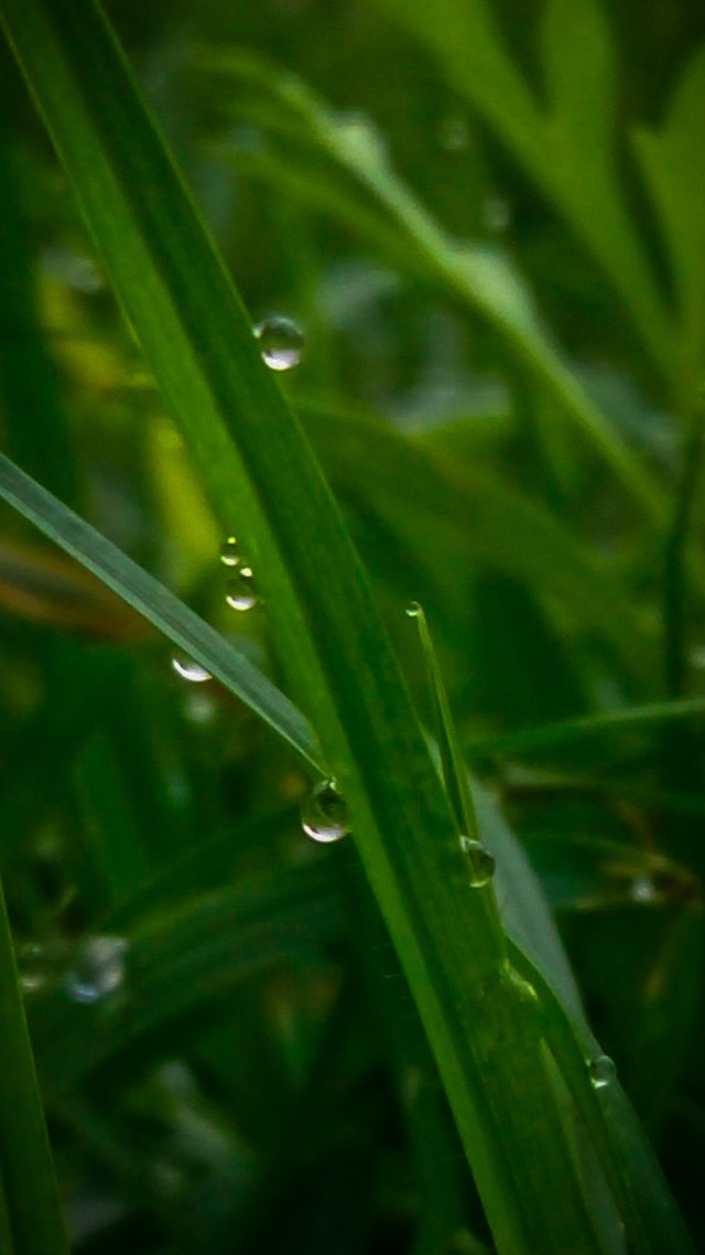 gotas3.jpg