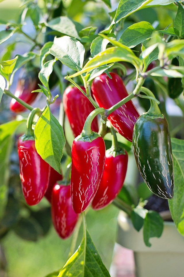 jalapeno-peppers-2708676_1280.jpg