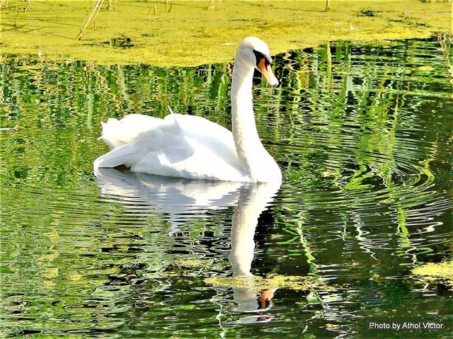 Swan in Pensthorpe Nature Reserve.jpg