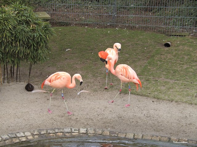 Flamingos_04.jpg