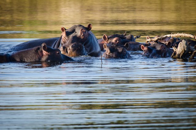 three-of-the-best-family-friendly-safari-lodges-in-timbavati-hippos.jpg