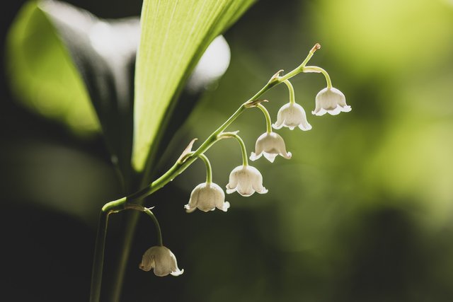 lily-of-the-valley-5093791_1920.jpg