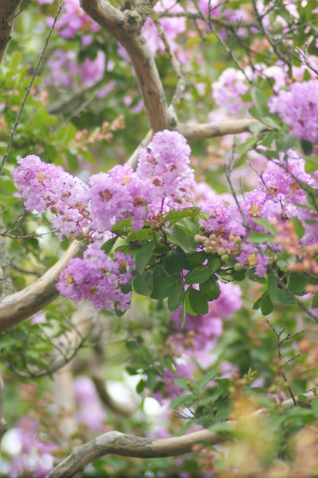 DSC04115 Lila des indes Lagerstroemia indica.JPG