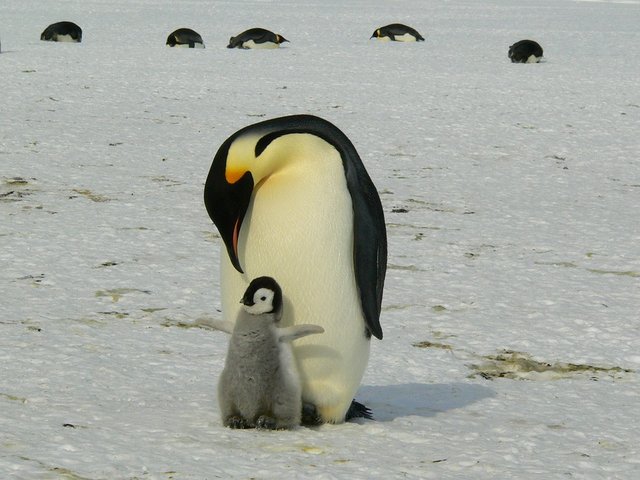 penguins-429134_960_720.jpg