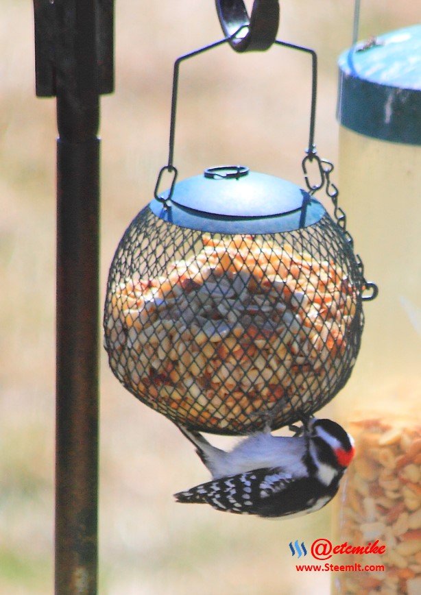 Downy Woodpecker PFW21-0105.JPG