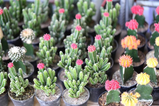 small-cactus-plants-tree-market-44716490.jpg