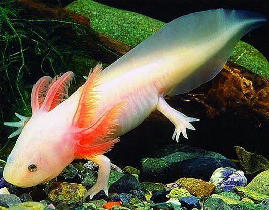 ikan-naga-hamster-axolotl.jpg