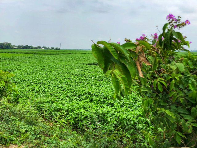IMG_2055-01.jpeg