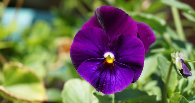 Viola English Garden Flowers.JPG