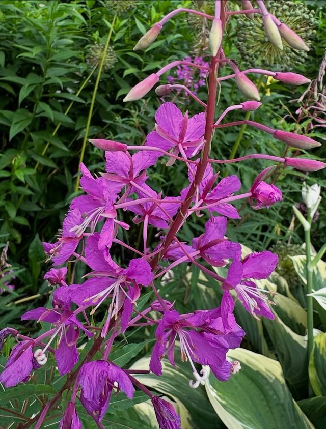 IMG_20250714_084950.jpg