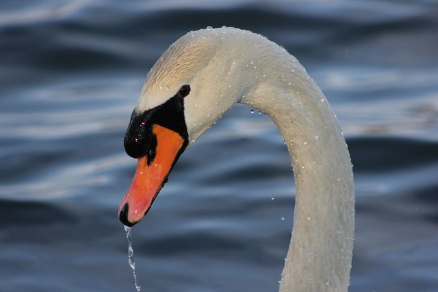 swan-175898_960_720.jpg