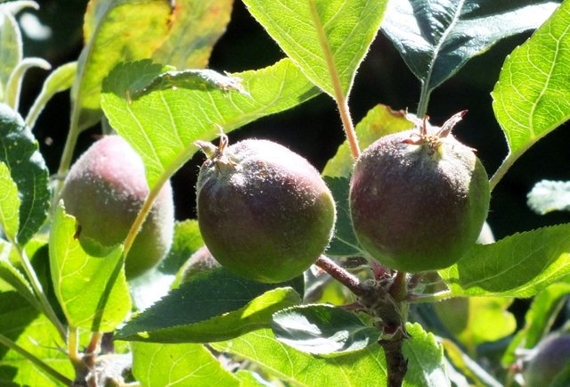 CT0325-Apples.jpg