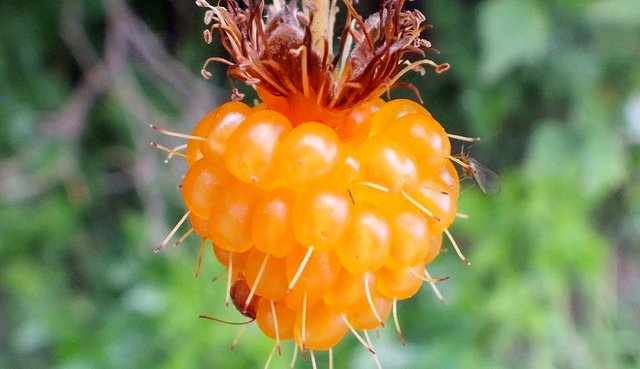 CT0244-Salmonberry191022.jpg