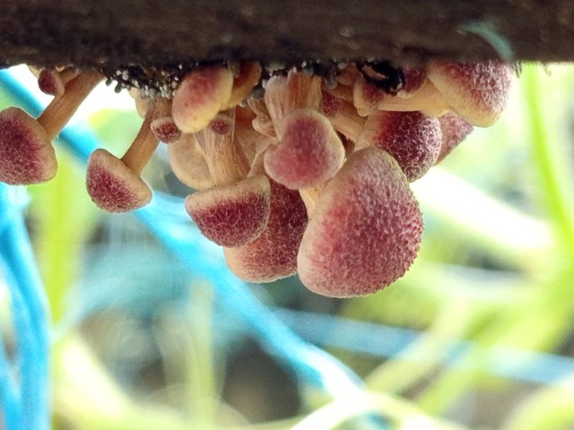 mashroom (4).jpg