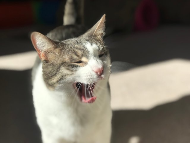 3tiger yawn.jpg