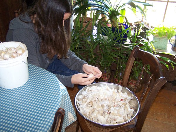 Garlic - Arissa prepping cloves crop Oct. 2018.jpg