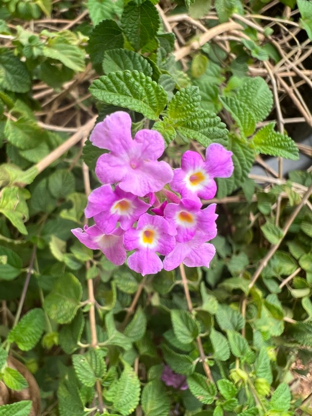 IMG_6443.jpeg