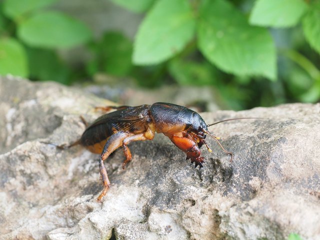 mole-cricket-1260754_1280.jpg