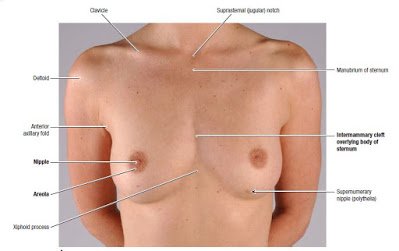 breast3.JPG