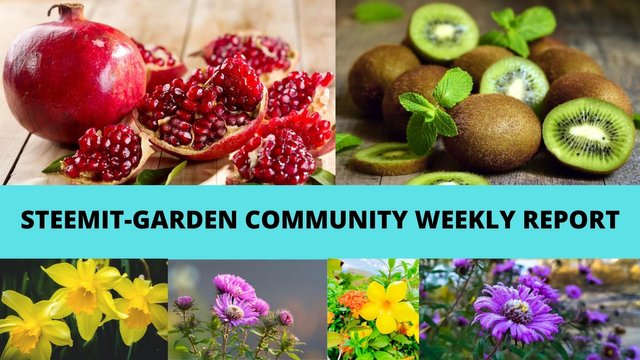 STEEMIT-GARDEN COMMUNITY WEEKLY REPORT.jpg