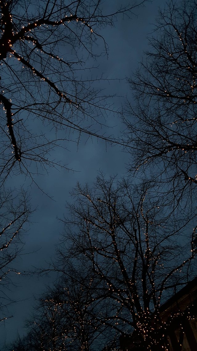 tree lights.jpg