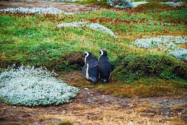 magellan-penguins-1969861_960_720.jpg
