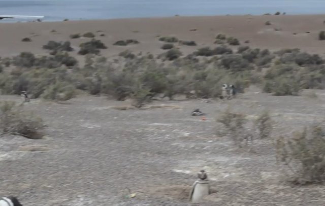 02.-Pingüinera de Punta Tombo-3.jpg
