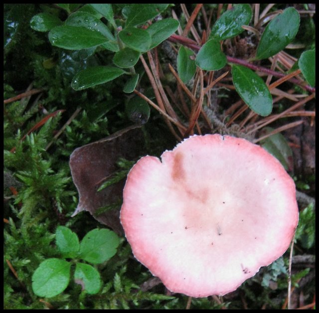pretty pink mushroom.JPG