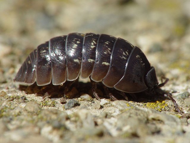 1200px-Armadillidium_vulgare_001.jpg